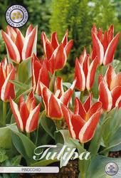 Botanisk Tulpan Pinocchio