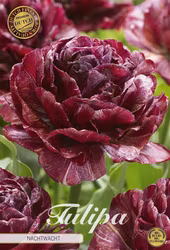 Dubbel senblommig Nachtwacht