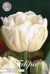 Dubbel senblommig Mount Tacoma