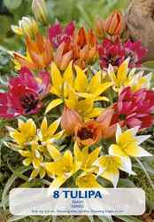 Triumftulpan Specie Mixed