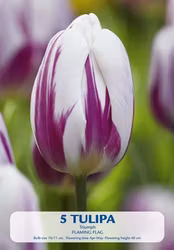 Triumftulpan Flaming Flag