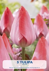 Triumftulpan van Eijk