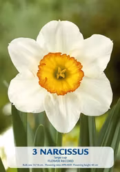 Stjärnnarciss  Flower Record