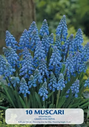 Armenisk pärlhyacint Armeniacum