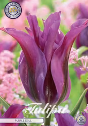 Tulpan Grönbandad Viridiflora Purple Doll