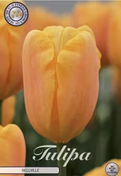 Triumftulpan Bellville