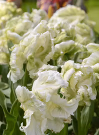 Papegojtulpan Super Parrot