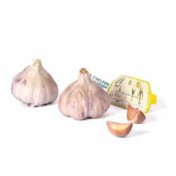 Vitlök 'Germidour'.