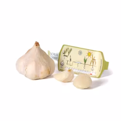 Vitlök, Ekologisk, Messidrome