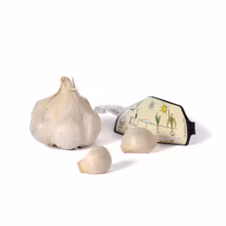 Vitlök 'Thermidrome'