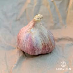 Vitlök ’Slavin II’