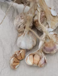 Vitlök ’Benátčan’