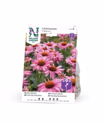 Röd solhatt, Magnus, rosa, Echinacea p.