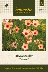 Blomsterlin 'Salmon'