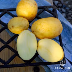 Sättpotatis ’Pocahontas’ (ersätter Almonda EKO)