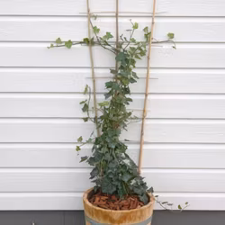 Krukspaljé Bambu 85cm