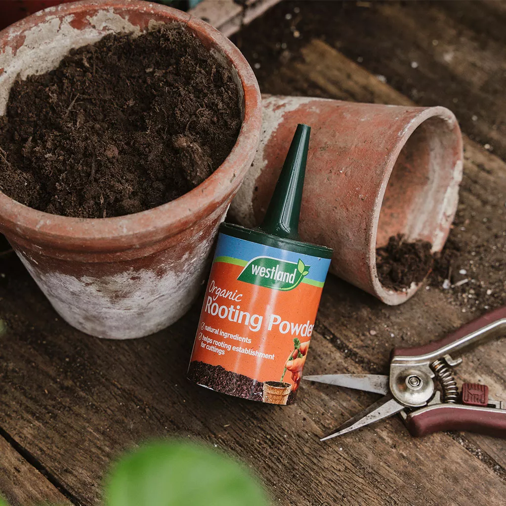 Rooting powder - Rotningspulver 100g