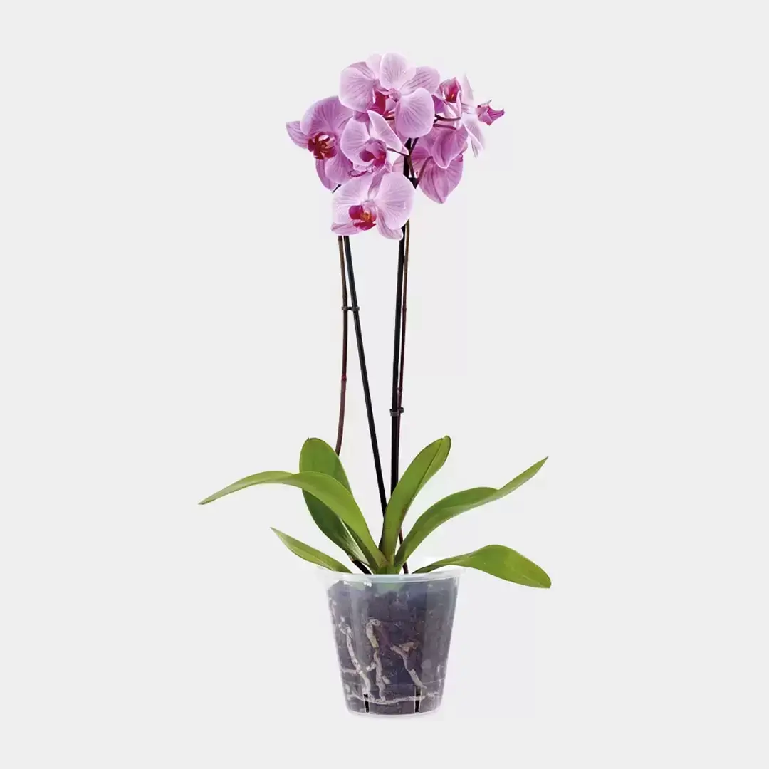 Orkidékruka Clear Pot