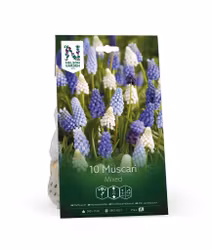 Muscari, Mix