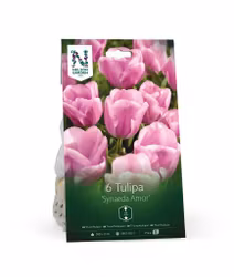 Triumftulpan, 'Synaeda Amor'