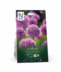 Purpurlök, 'Purple Sensation'