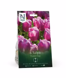 Triumftulpan, 'Purple Flag'