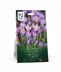 Crocus, 'Barr's Purple'