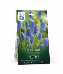 Muscari, 'Armeniacum'