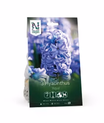 Hyacint, 'Aqua'
