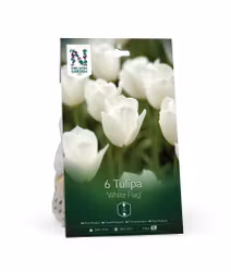 Triumftulpan, 'White Flag'