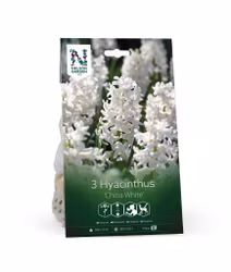 Hyacint, 'China White'