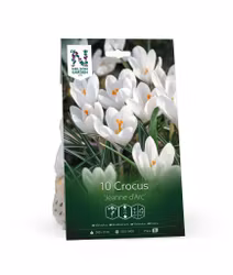 Vårkrokus, 'Jeanne d'Arc'