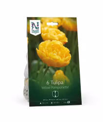 Tulpan, 'Candela'