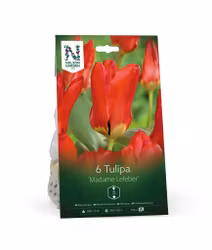 Kejsartulpan, 'Madame Lefeber'