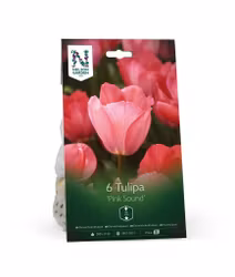 Darwinhybridtulpan, 'Pink Soun