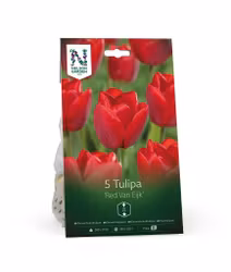 Darwinhybridtulpan, 'Red Van E