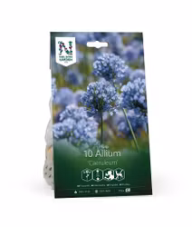 Purpurlök, 'Caeruleum'