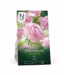 Bukettranunkel, 'Picotee Pink'