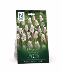 Muscari, 'Pink Sunrise'