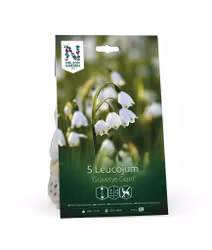 Sommarsnöklocka, 'Gravetye Gia