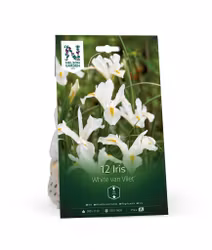 Iris, 'White Van Vliet'
