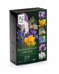 The Buzzing Boom Collection