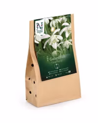 Fylld snödroppe, 'Flore Pleno'