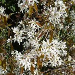 Prakthäggmispel - Amelanchier lamarckii 30-50cm 10-pack