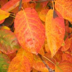 Prakthäggmispel - Amelanchier lamarckii 30-50cm 10-pack