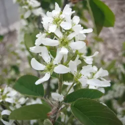 Häggmispel - Amelanchier spicata 30-50cm 10-pack