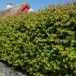 Häggmispel - Amelanchier spicata 30-50cm 10-pack