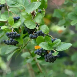 Svartaronia - Aronia melanocarpa 30-50cm 10-pack