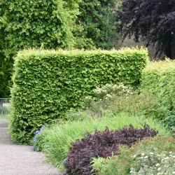 Avenbok - Carpinus betulus 50-80cm 10-pack