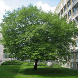 Avenbok - Carpinus betulus 50-80cm 10-pack